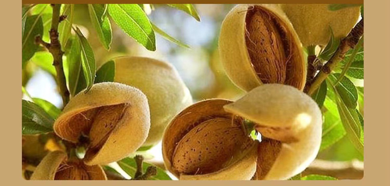 Certified Organic Sweet Almond Oil I Collagen & Hyaluronic
