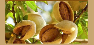 Certified Organic Sweet Almond Oil I Collagen & Hyaluronic