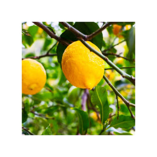 Certified Organic Lemon I Vitamin C Face &  Body Oil